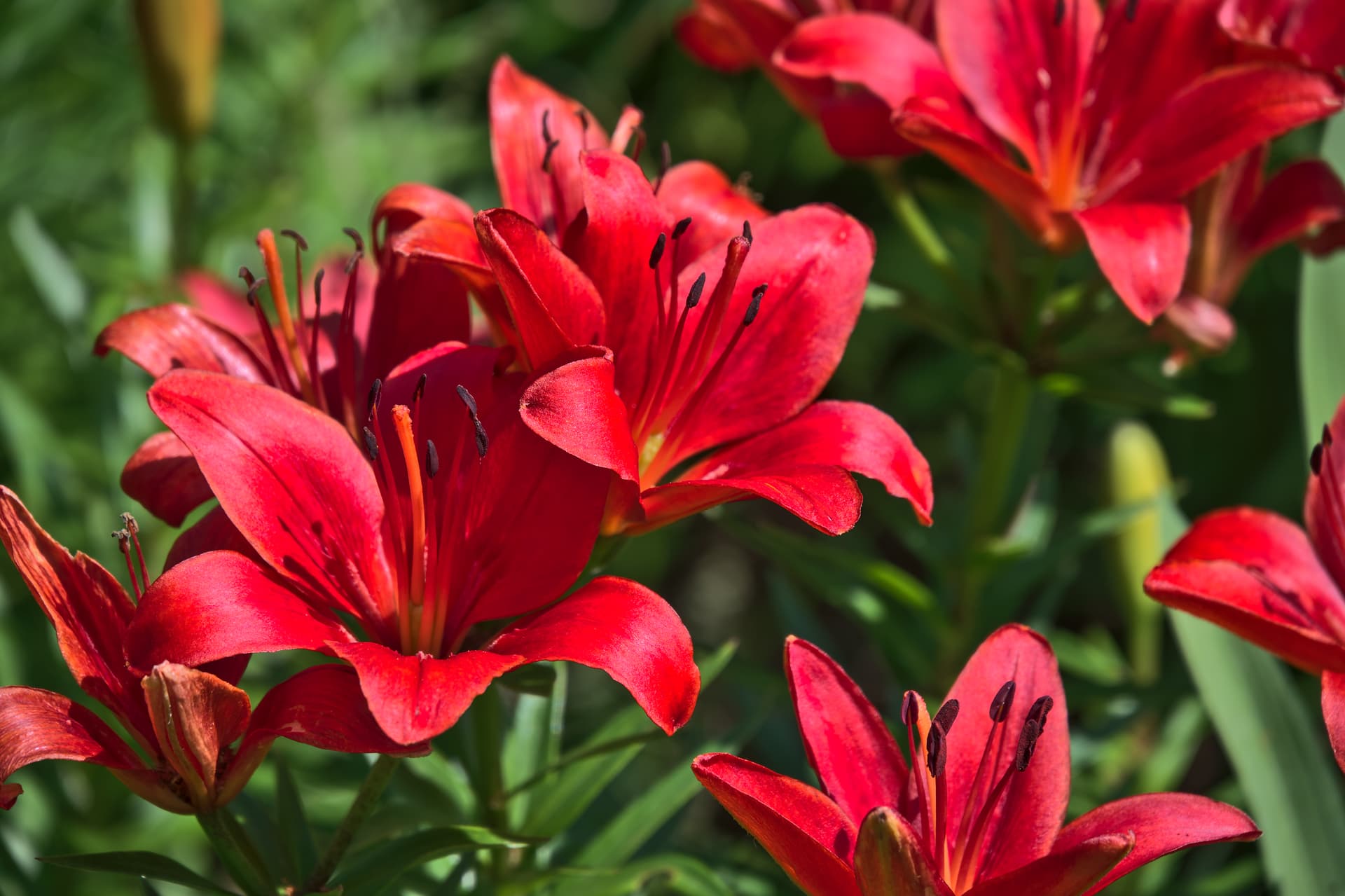 A JPEG image of some red flowers