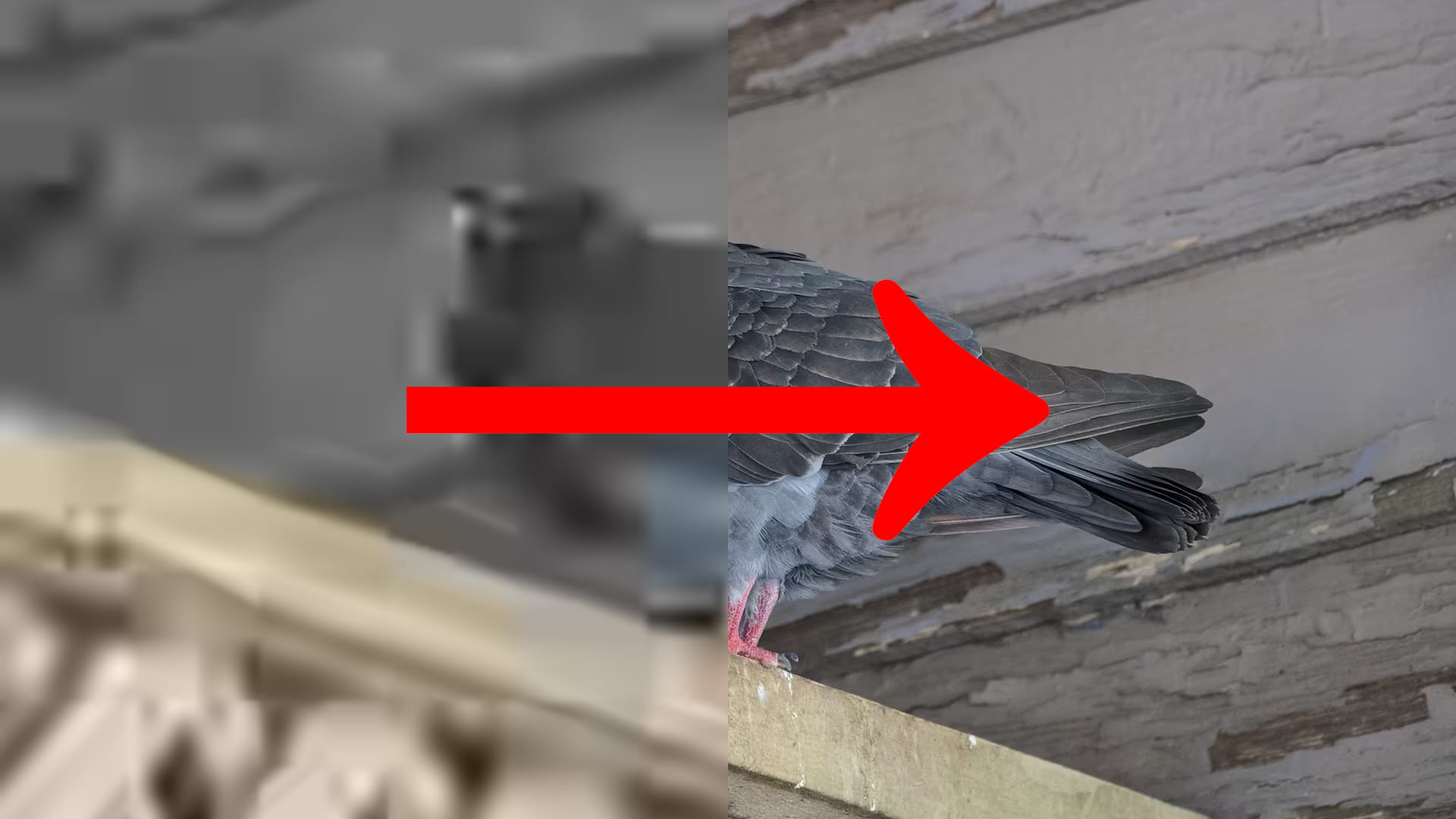 An image of a pigeon where half of it is super low quality with a red arrow pointing from the low quality to the high quality part