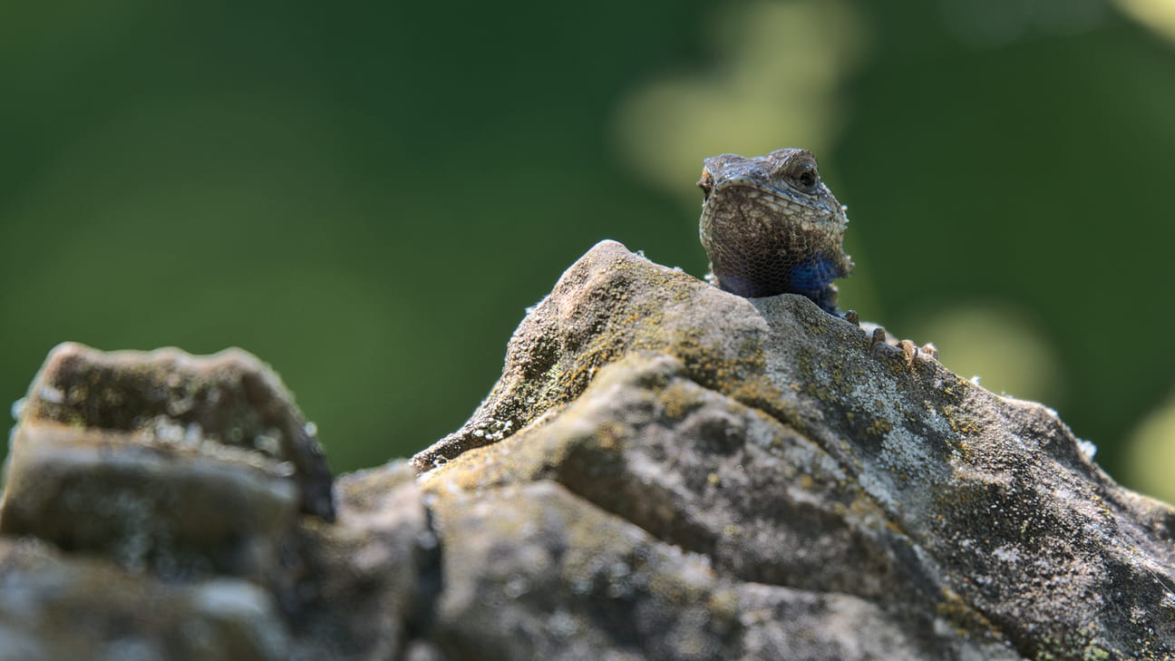 A lizard emerges from behind a rock (but responsive this time)
