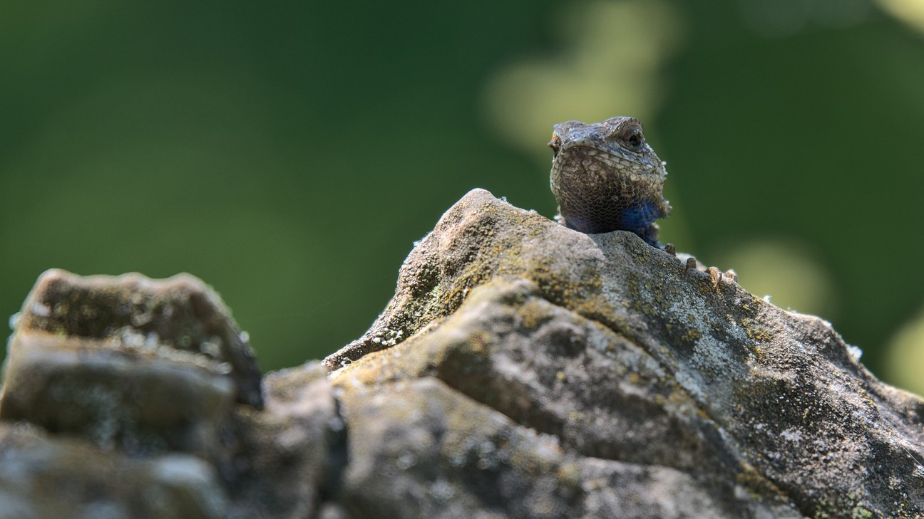 A lizard emerges from behind a rock (but lower res this time)