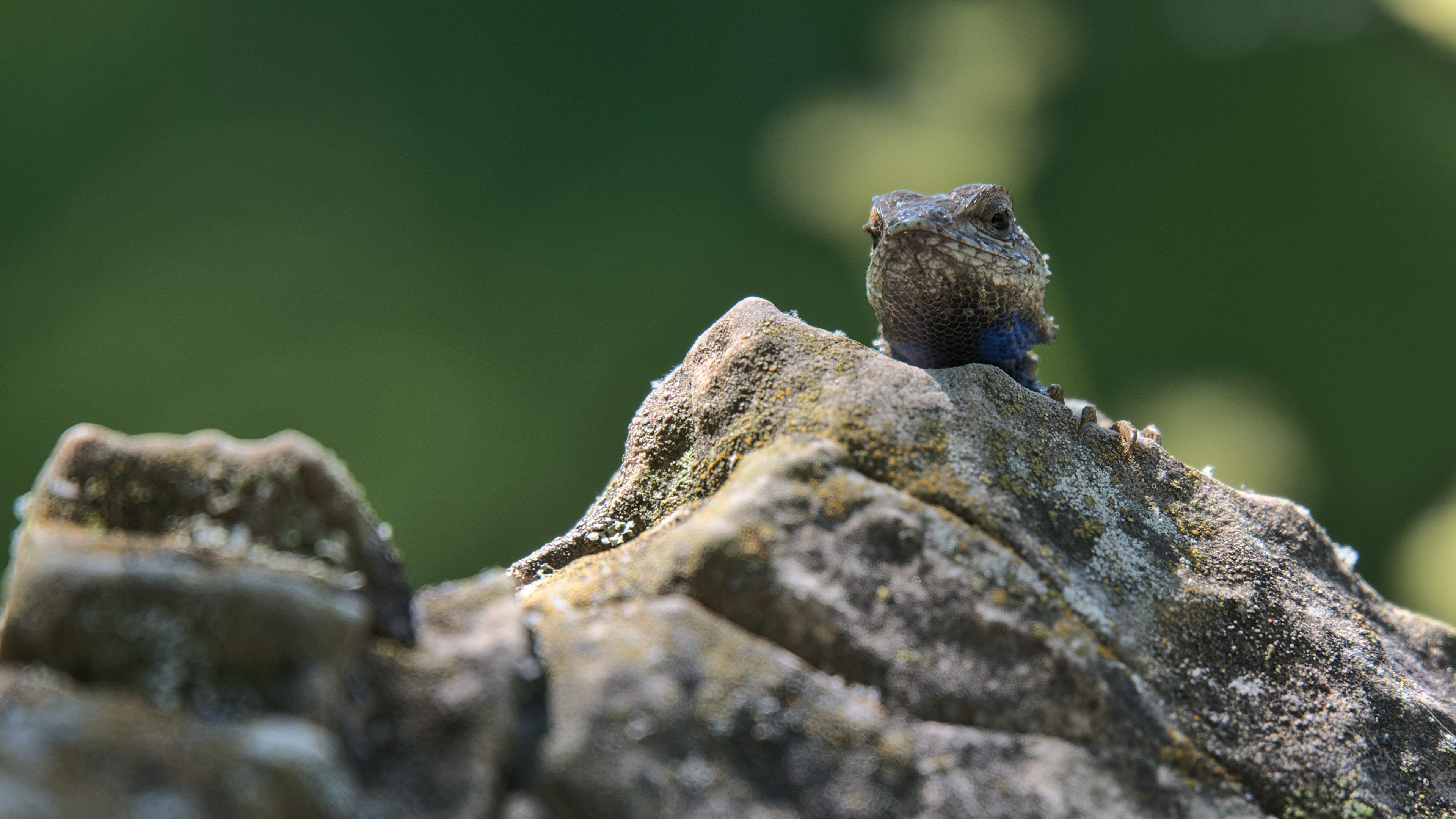 A lizard emerges from behind a rock